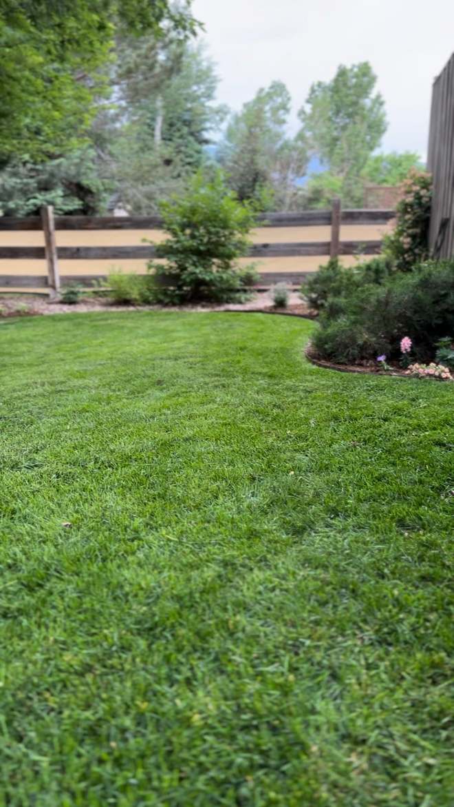 A mown lawn meeting a curved, cleanly edged planting bed with shrubs behind a timber rail fence
