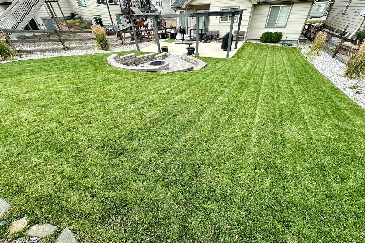 A lawn on a wooded Monument property backing onto ponderosa pine