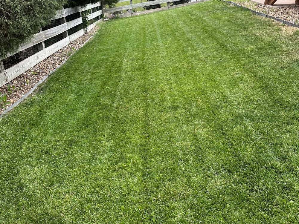 A sloped backyard mowed in stripes down to a lower fence line